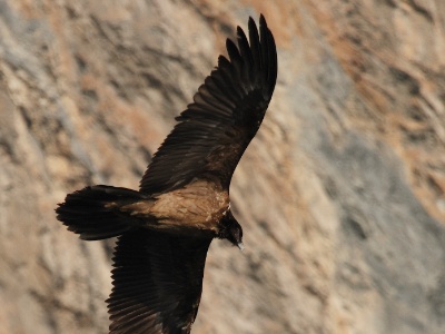 IMG 2366Crop