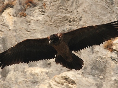 IMG 2386Crop