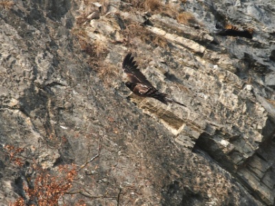 IMG 2419Crop