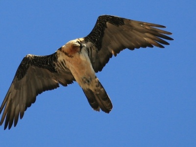 IMG 8083Crop