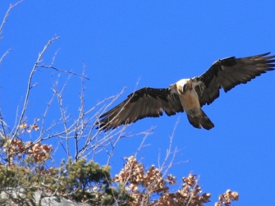IMG 8116Crop