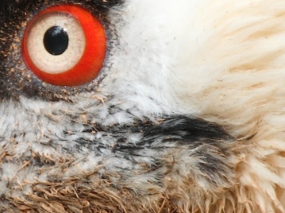 IMG 9719Crop
