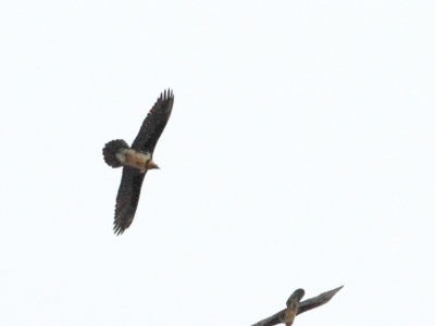 IMG 5417Crop