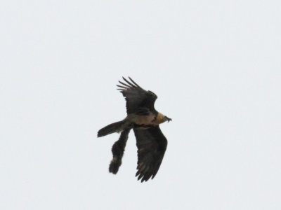 IMG 5632Crop