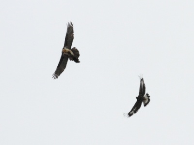 IMG 5634Crop