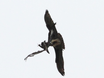 IMG 5635Crop