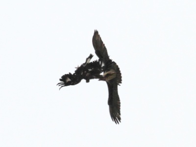 IMG 5636Crop