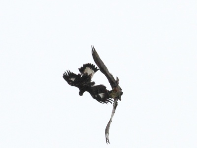 IMG 5637Crop