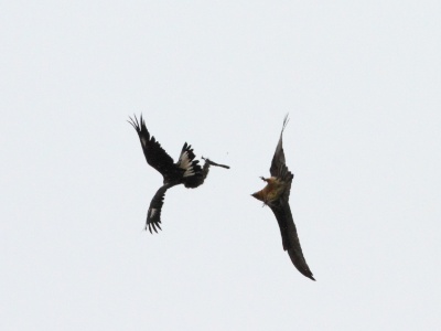IMG 5639Crop