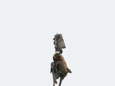 IMG 5658Crop