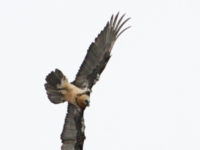 IMG 5671Crop