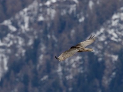 IMG 5854Crop