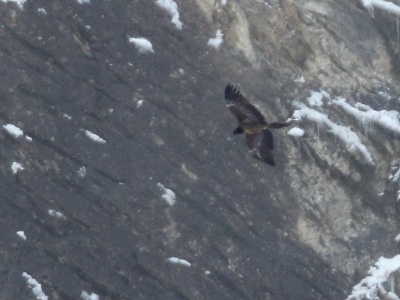 IMG 5842 copy  Juvenile observed at 3:20pm (15s observation), below Ancillons,Nemiaz