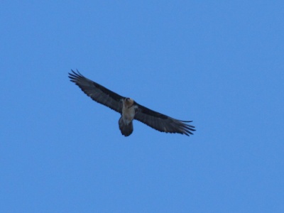 IMG 5910 copy  Adulte, observed at 4pm until 4:12pm, above Nemiaz