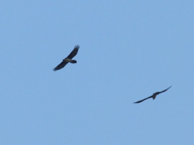 IMG 5945 copy  first Adulte already observed + second adult at  4:12pm, above arriere chamoson-Nemiaz
