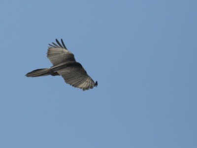 U09A6490 copy