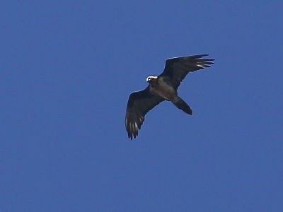 U09A9564 copy