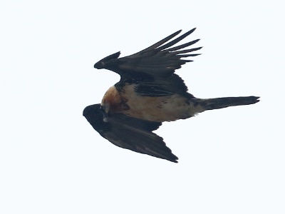 JA8A0312 copy