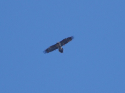 JA8A3516 copy