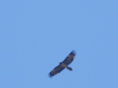 JA8A3522 copy