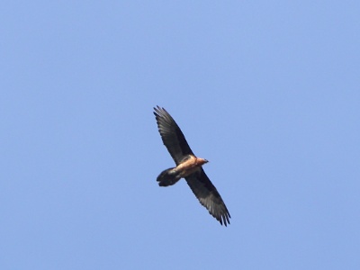 JA8A3622 copy