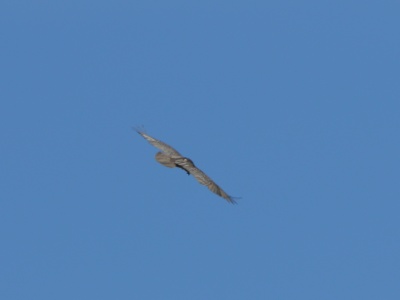JA8A2566 copy