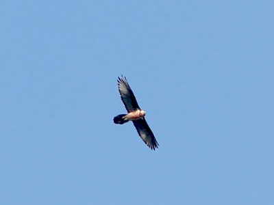 U09A2934 copy
