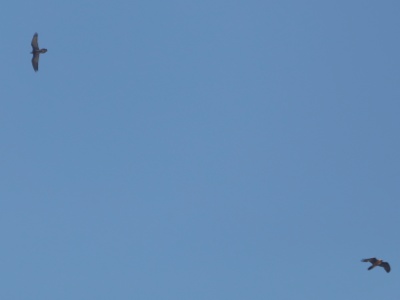 328A6628