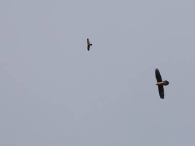 328A7187 copy