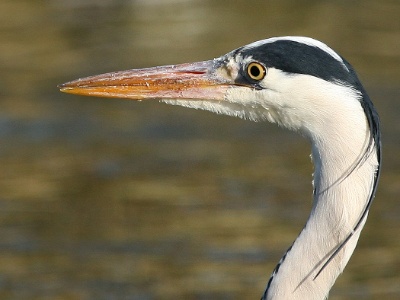 IMG 2988Crop