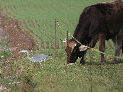 IMG 6363Crop