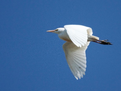IMG 4078Crop