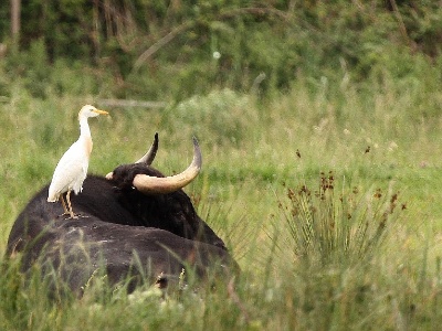 IMG 5554Crop