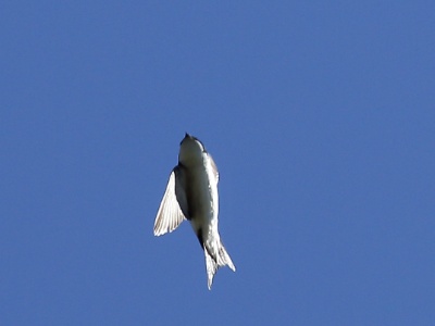 HirondelleFenetre