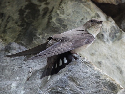 IMG 6071Crop