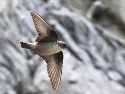 IMG 6080Crop