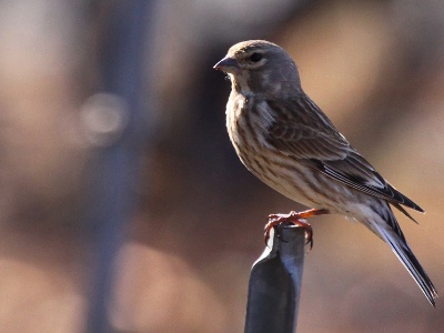 IMG 2187Crop