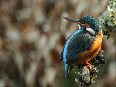 IMG 1137Crop