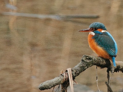 IMG 1244 2Crop