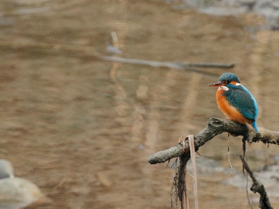 IMG 1253 2Crop