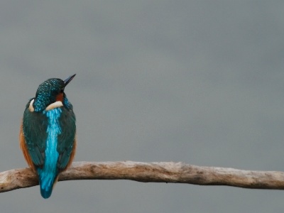 IMG 1299 2Crop