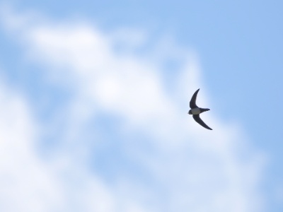 U09A7407 copy