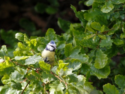 MesangeBleue