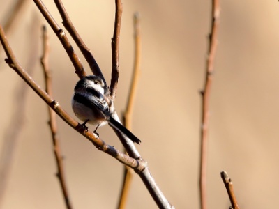 328A3956 copy  FRA: Mésange à longue queue GRB: Long-tailed tit DEU: Schwanzmeise ESP: El mito (Aegithalos caudatus) ITA: codibùgnolo RUS: Длиннохвостая синица CHN: 银喉长尾山雀