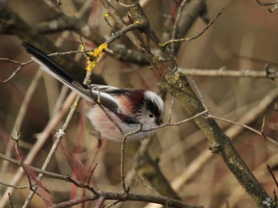 IMG 1572Crop