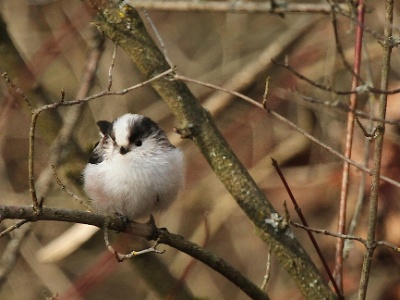 IMG 1576Crop