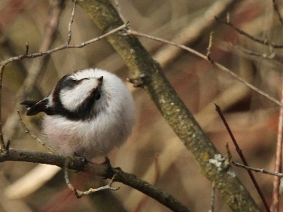 IMG 1577Crop