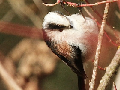 IMG 1589Crop