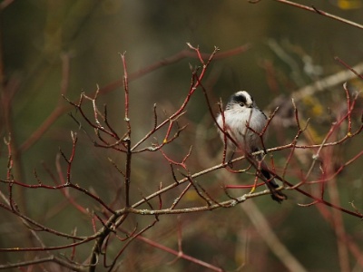 IMG 1601Crop