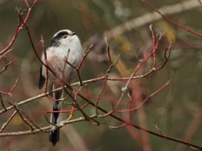 IMG 1603Crop